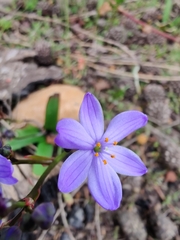 Chamaescilla corymbosa