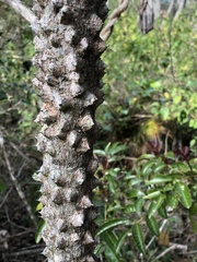 Zanthoxylum brachyacanthum