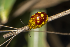 Paropsis maculata
