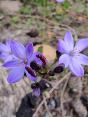 Chamaescilla corymbosa