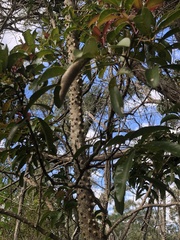 Zanthoxylum brachyacanthum