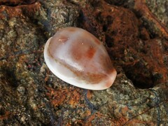 Erronea subviridis