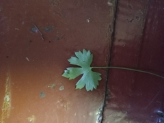 Ranunculus auricomus
