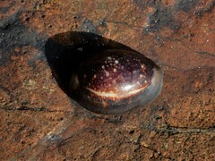 Monetaria caputserpentis