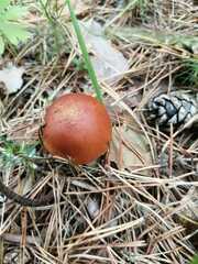 Chalciporus piperatus