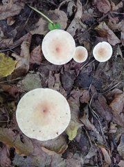 Ampulloclitocybe clavipes