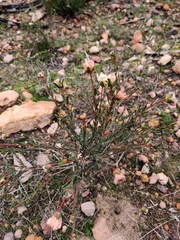Pimelea