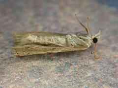 Agriphila geniculea