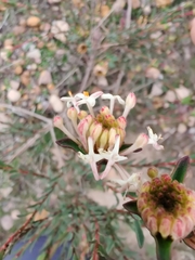 Pimelea