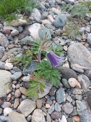 Pulsatilla ambigua