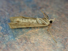 Agriphila geniculea