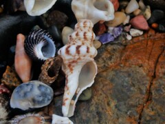 Marmorofusus nicobaricus