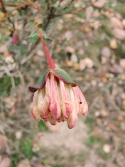 Pimelea