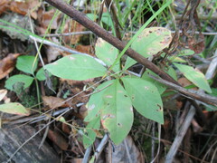 Lysimachia europaea