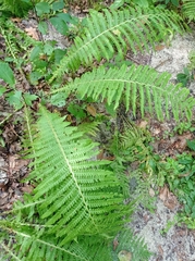 Matteuccia struthiopteris