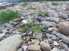 Pulsatilla ambigua