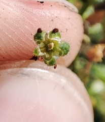 Caryophyllaceae