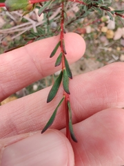 Pimelea