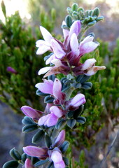 Indigofera brachystachya