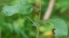 Salix bebbiana