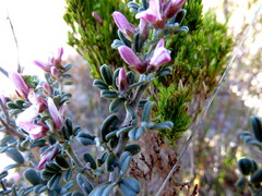 Indigofera brachystachya
