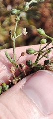Caryophyllaceae