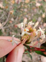 Pimelea