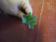 Alchemilla mollis