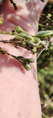 Caryophyllaceae