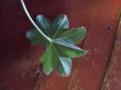 Alchemilla mollis