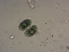 Cosmarium contractum