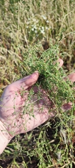 Caryophyllaceae