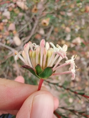 Pimelea