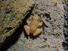 Limnonectes deinodon