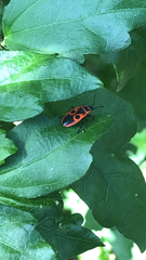 Pyrrhocoris apterus