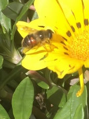 Eristalis tenax