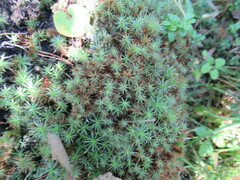 Polytrichum piliferum