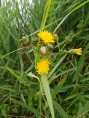 Sonchus arvensis
