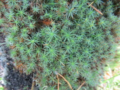 Polytrichum piliferum