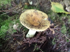 Russula