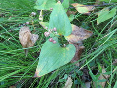 Maianthemum bifolium