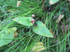Maianthemum bifolium