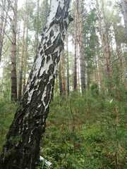 Betula pendula