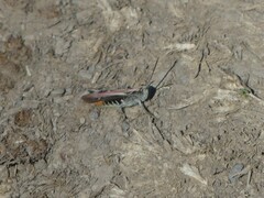 Chorthippus brunneus