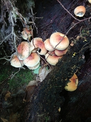 Hypholoma lateritium