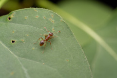 Myrmica