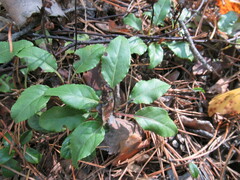 Orthilia secunda