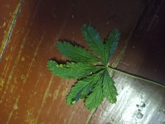 Potentilla thuringiaca