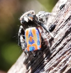 Maratus clupeatus