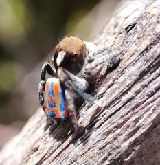 Maratus clupeatus